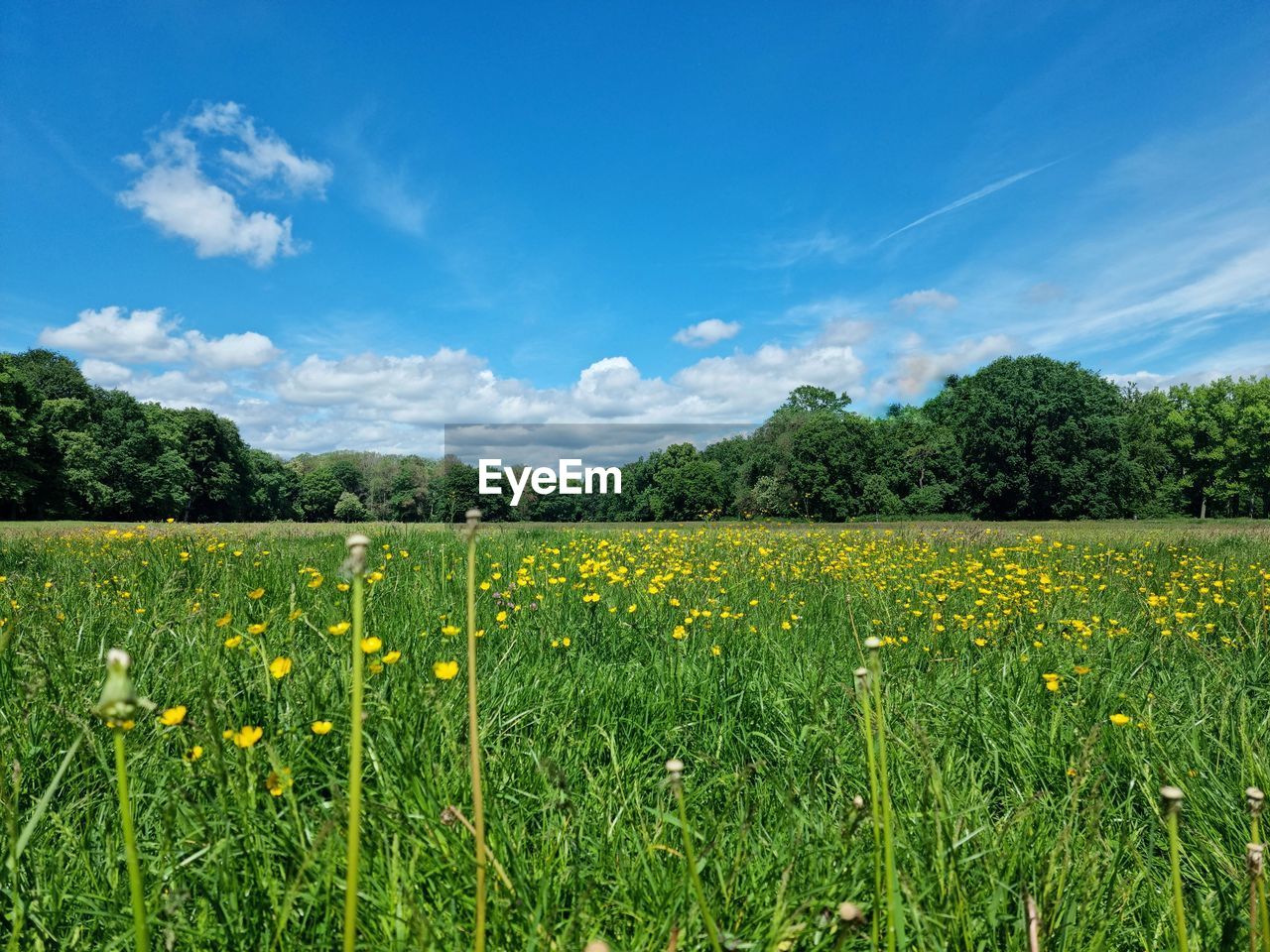 plant, sky, landscape, grassland, field, land, environment, beauty in nature, meadow, nature, grass, cloud, rural scene, prairie, pasture, flower, scenics - nature, natural environment, agriculture, growth, freshness, plain, flowering plant, tree, green, blue, no people, tranquility, crop, rapeseed, horizon, tranquil scene, rural area, springtime, farm, yellow, food and drink, outdoors, food, day, summer, wildflower, sunlight, idyllic, non-urban scene, abundance