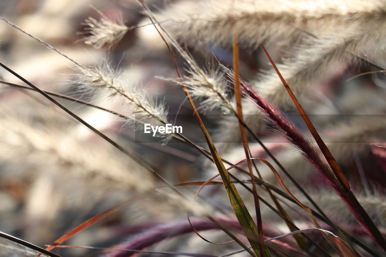 CLOSE UP OF WHEAT