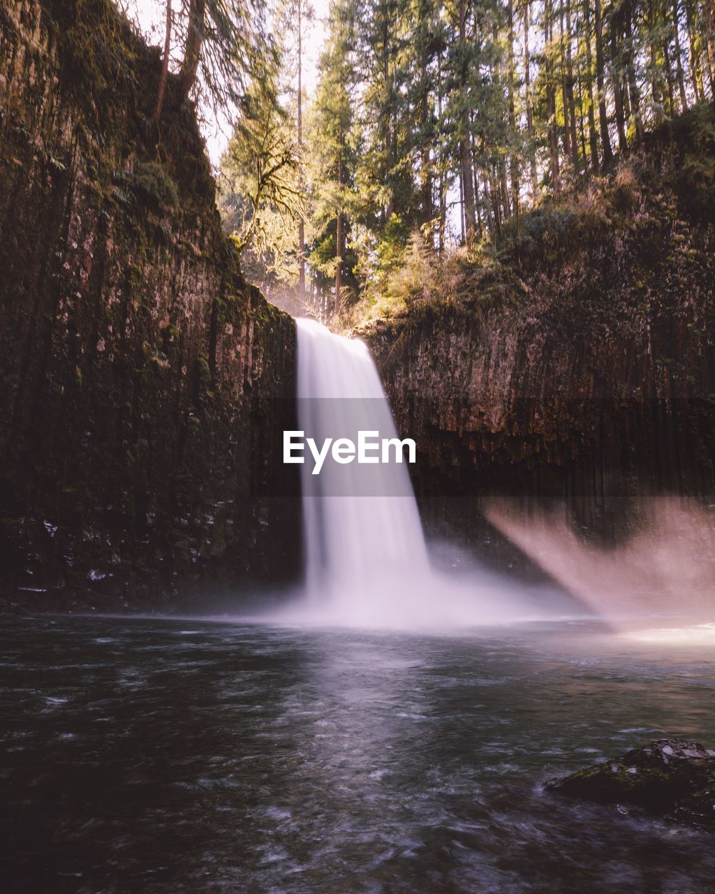 Low angle view of waterfall in forest