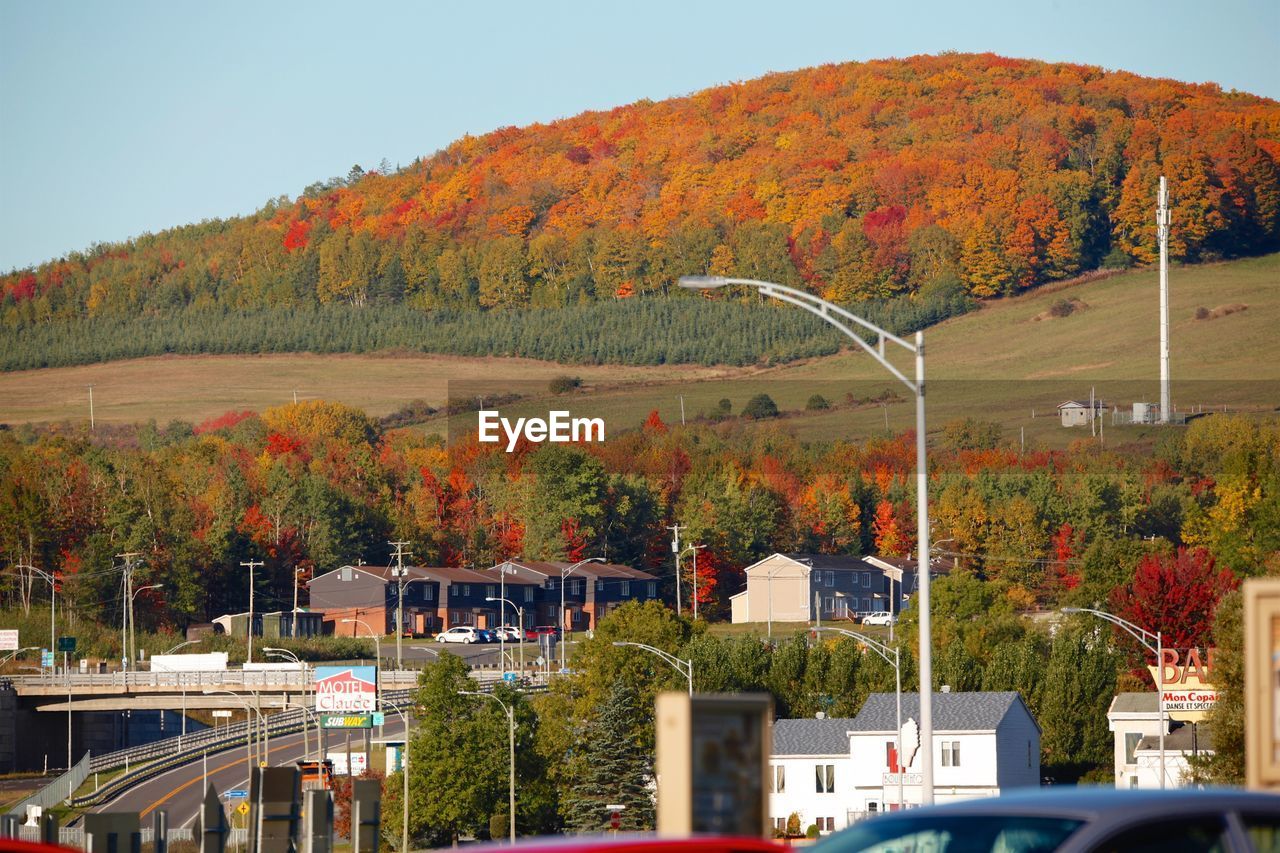 TREES BY PLANTS DURING AUTUMN