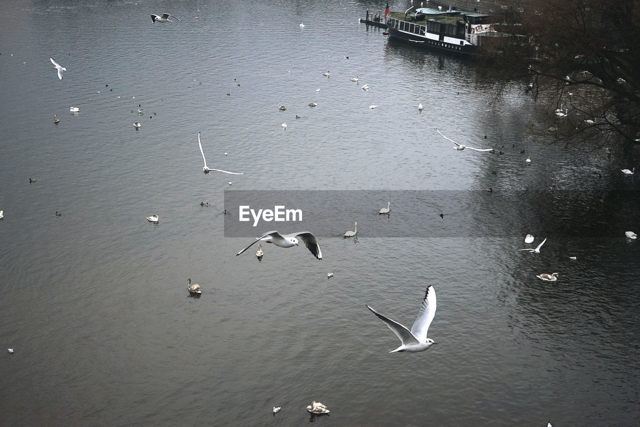 High angle view of birds in water