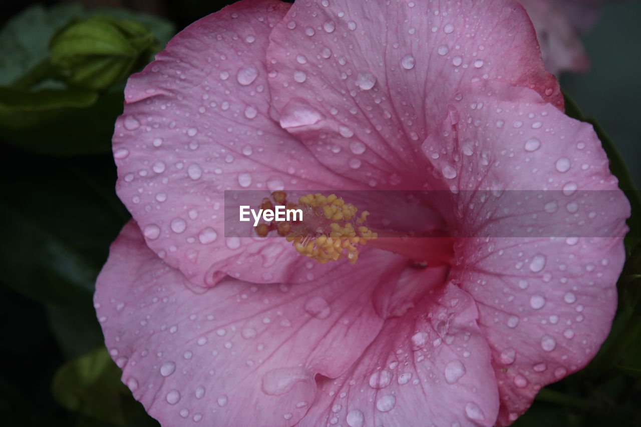 Close-up of raindrops on flower