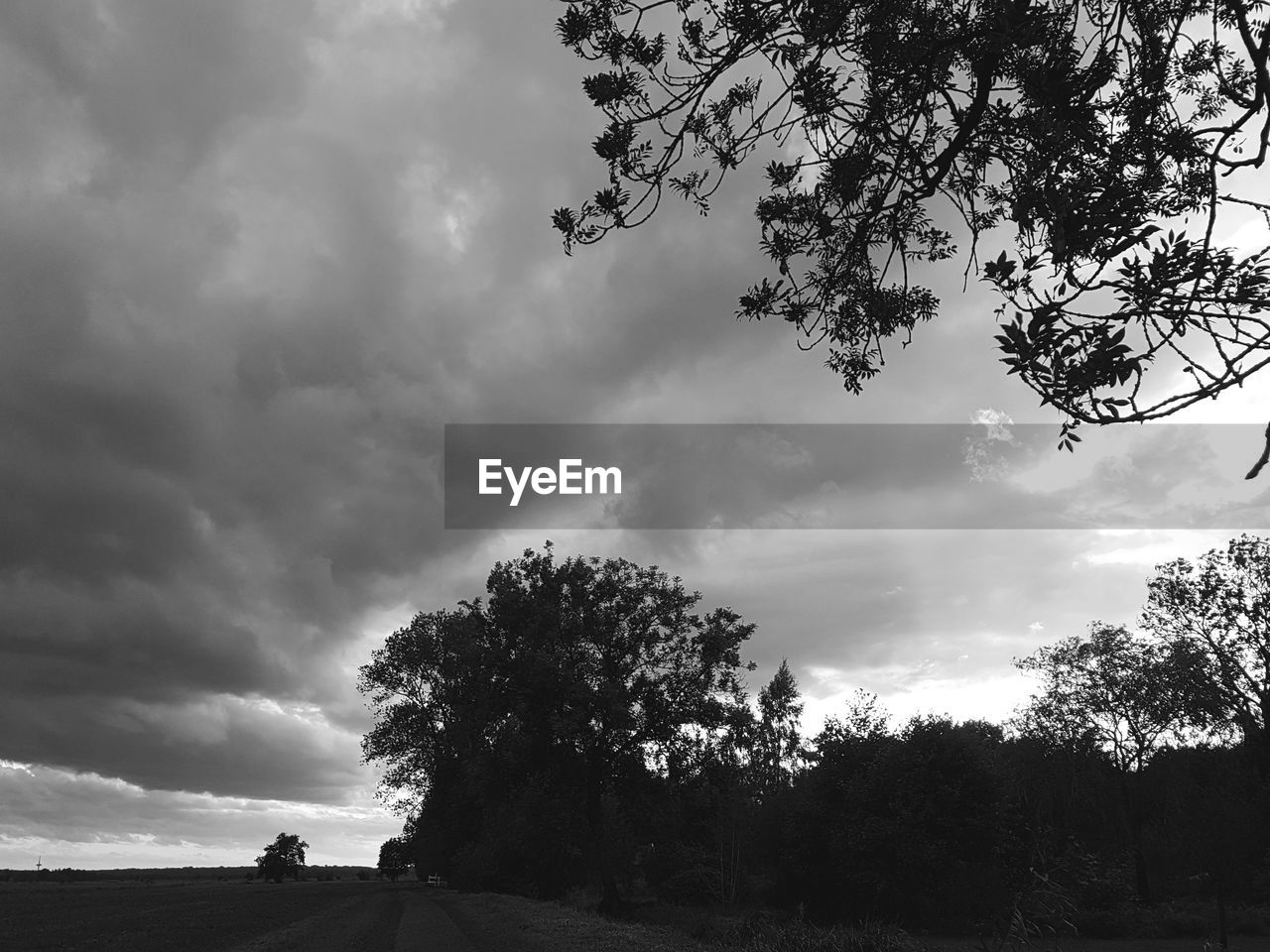 LOW ANGLE VIEW OF TREE AGAINST CLOUDY SKY