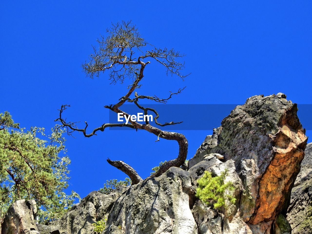 Low angle view of trees against clear blue sky