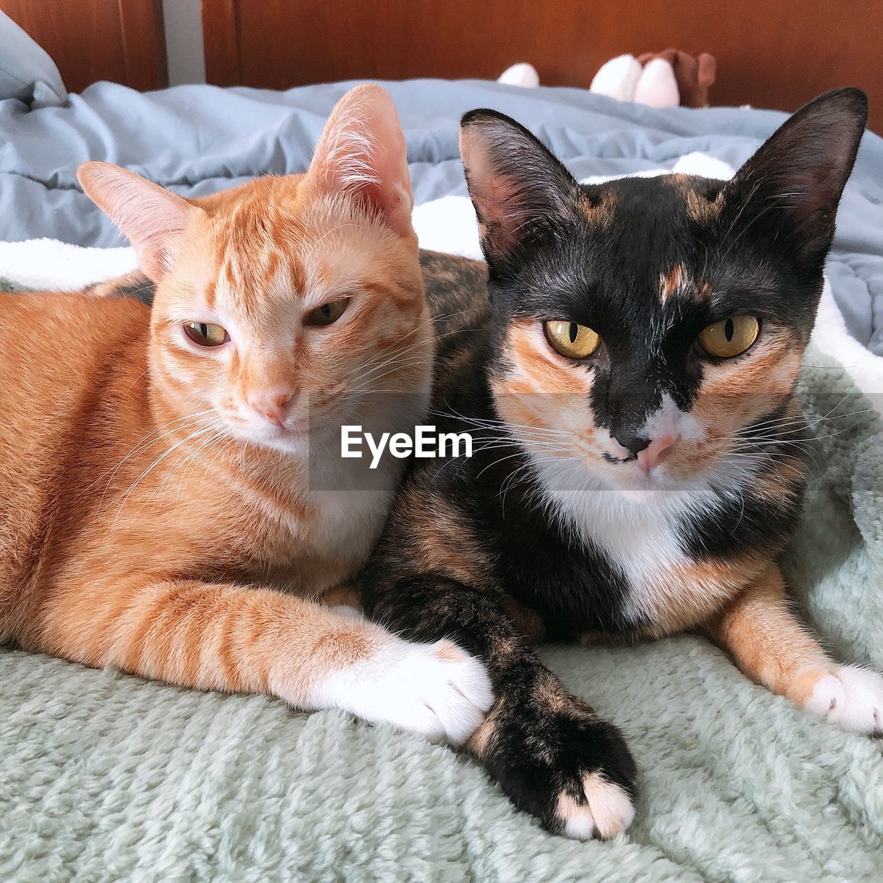 PORTRAIT OF CATS IN A BED