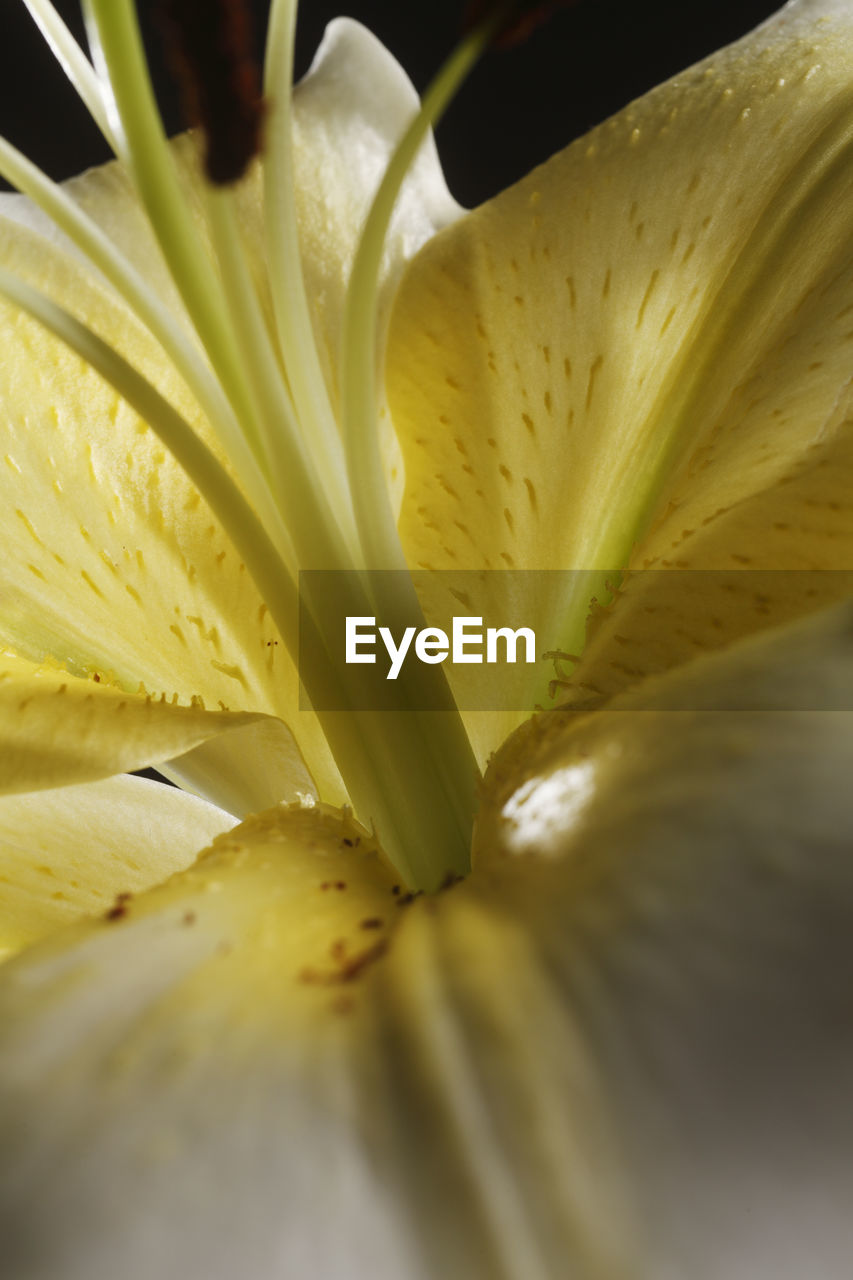 Extreme close up of the yellow lily