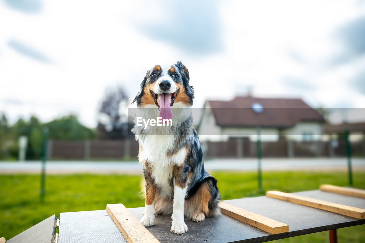 portrait of dog sitting on table