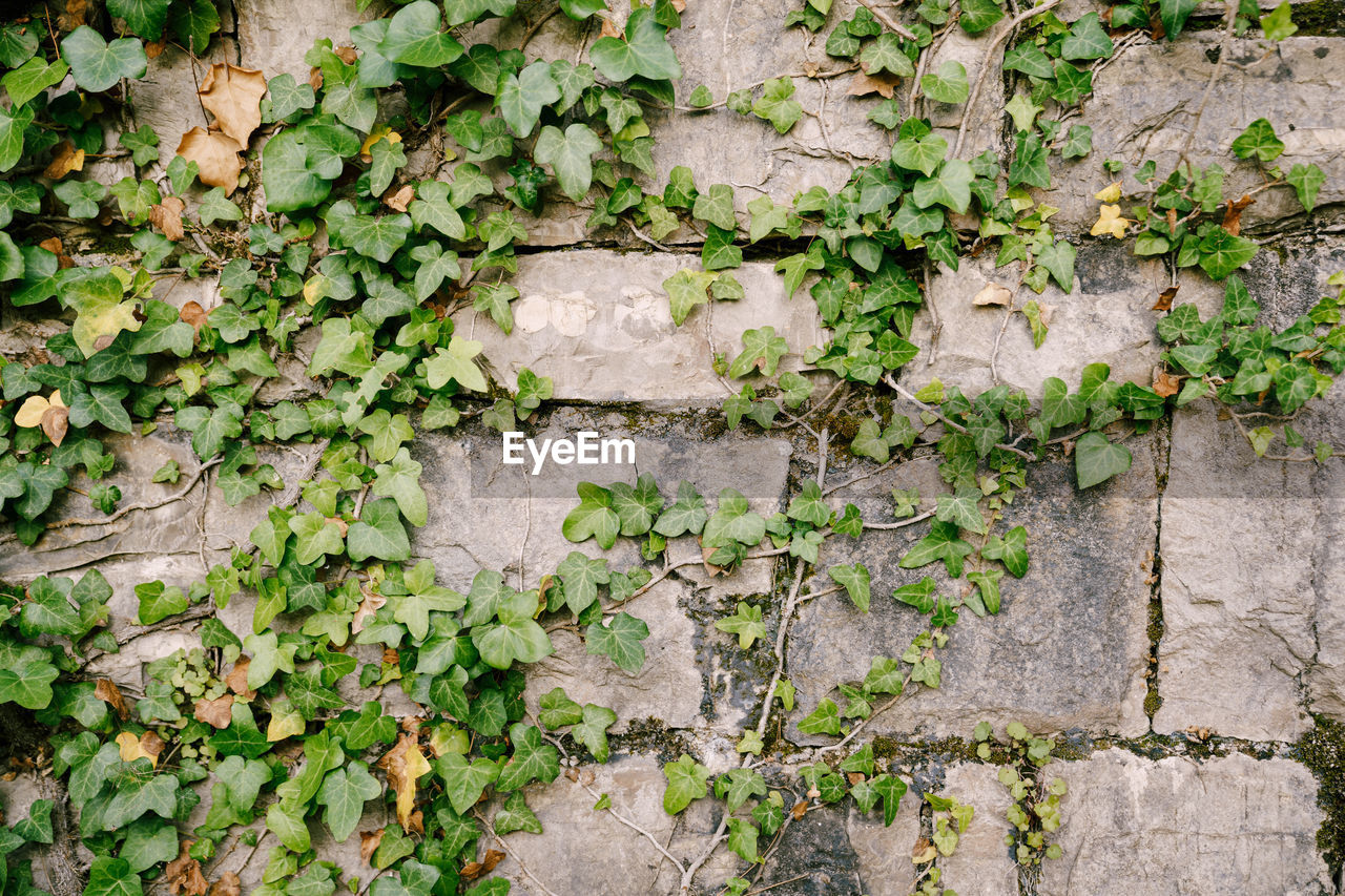 FULL FRAME SHOT OF IVY ON WALL