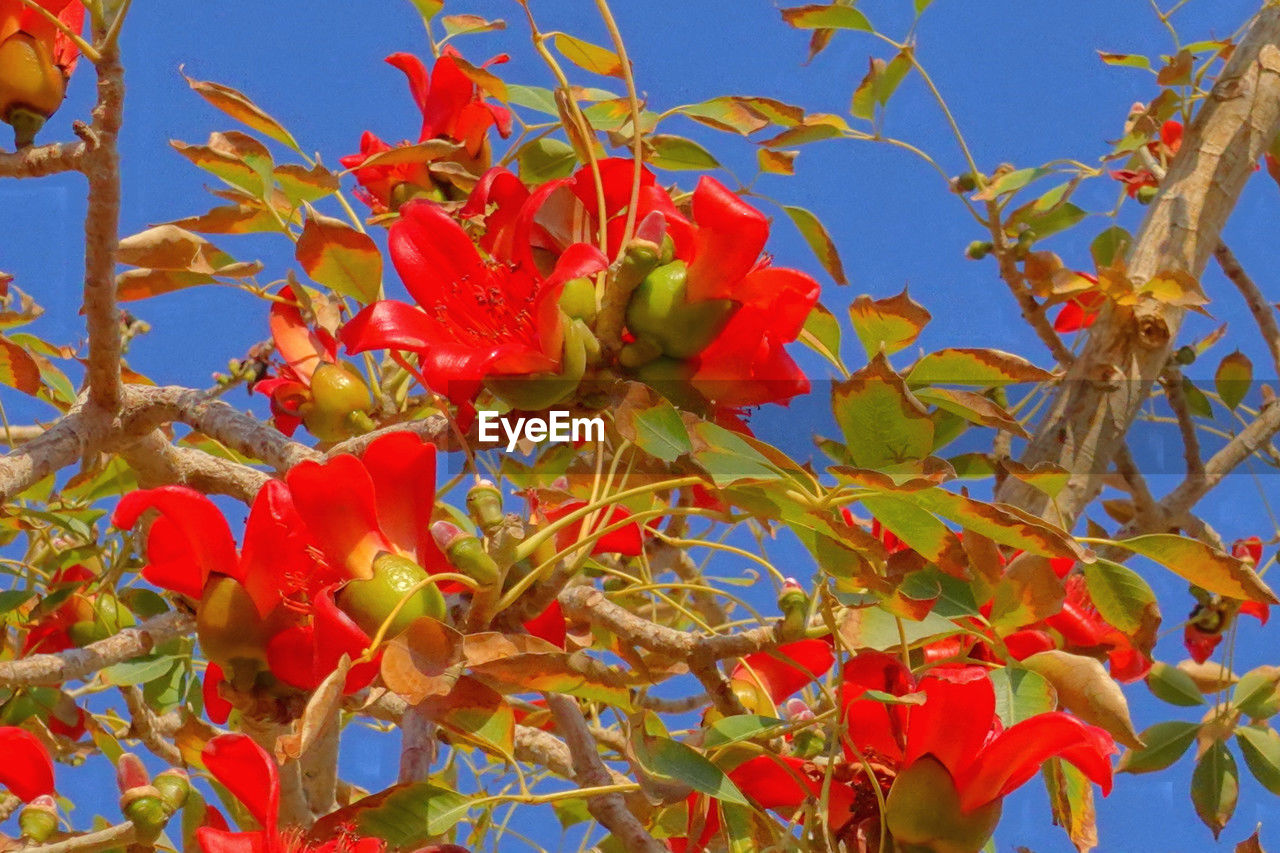 plant, flower, nature, red, growth, no people, beauty in nature, sky, leaf, tree, plant part, autumn, low angle view, day, shrub, fruit, blue, freshness, food, close-up, branch, outdoors, clear sky, food and drink, flowering plant, blossom, healthy eating