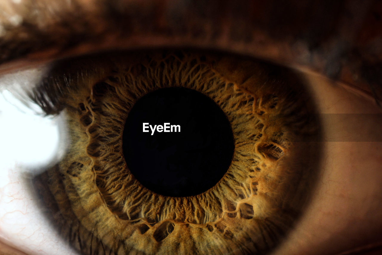 Cropped portrait of human eye