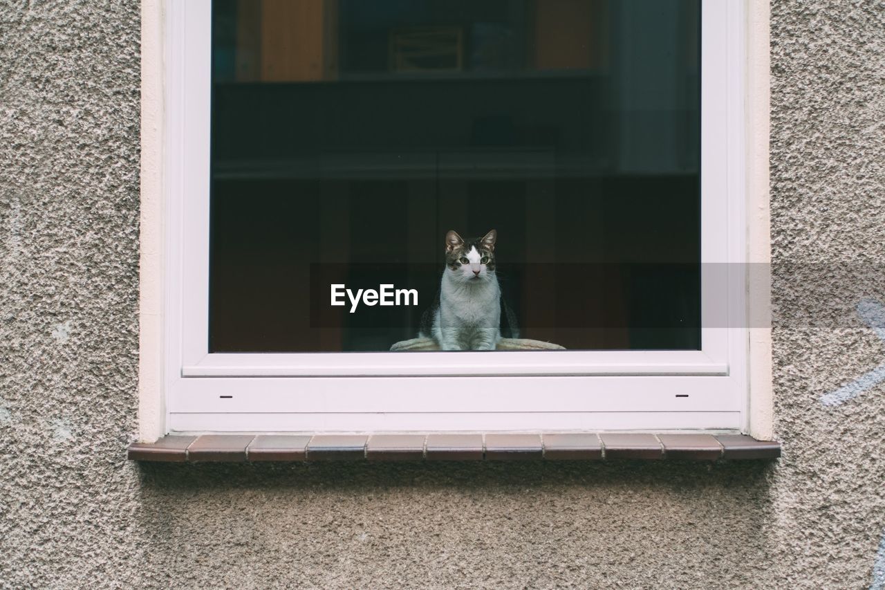 Cat looking trough window