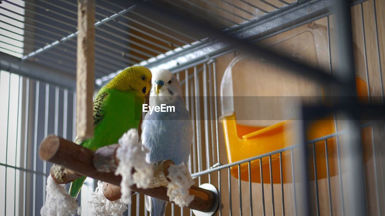 Close-up of budgies perching in cage