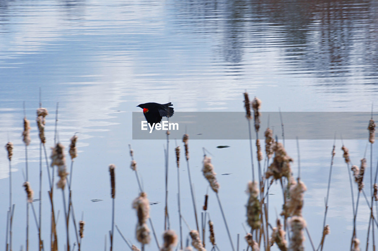 DUCKS SWIMMING IN LAKE