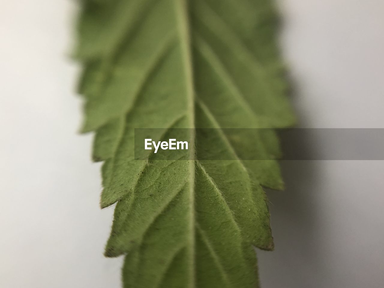 CLOSE-UP OF GREEN LEAVES