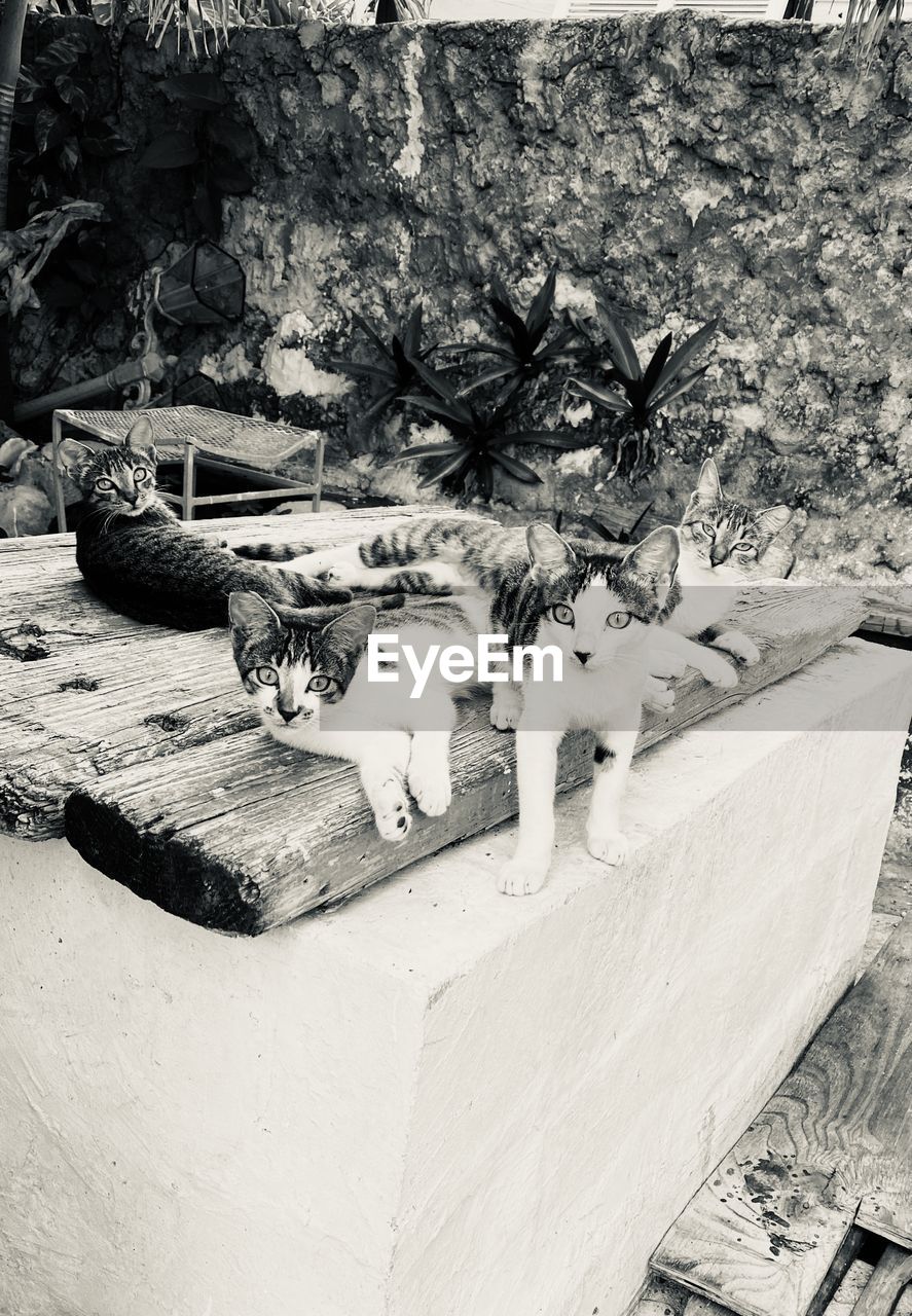 HIGH ANGLE VIEW OF CAT RESTING ON TREE