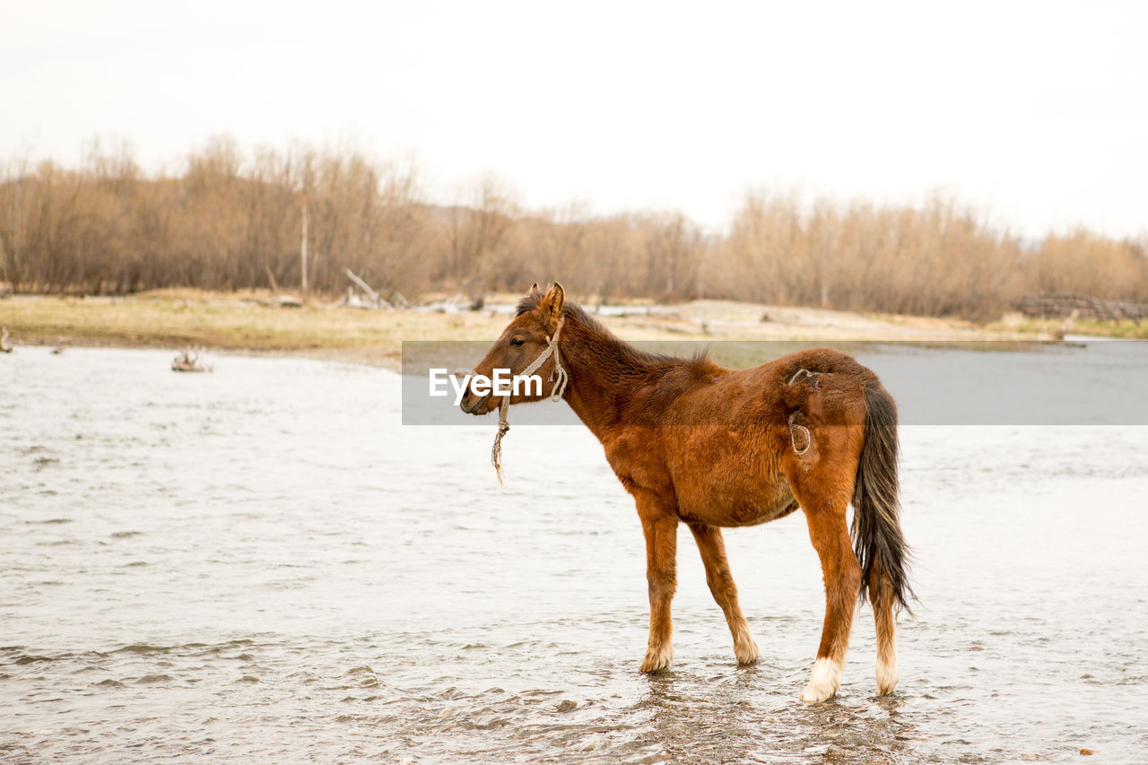 SIDE VIEW OF A HORSE ON THE BEACH