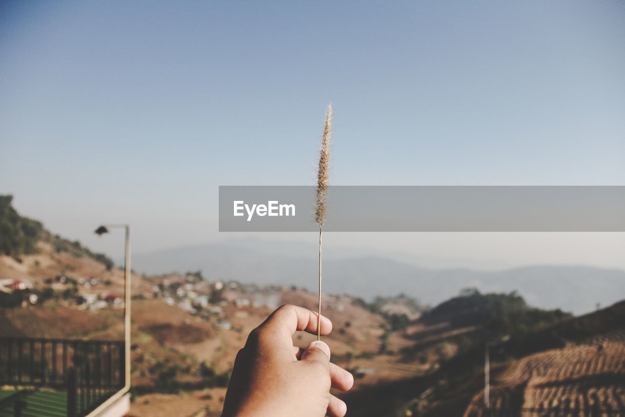 Cropped hand holding dried plant against clear sky