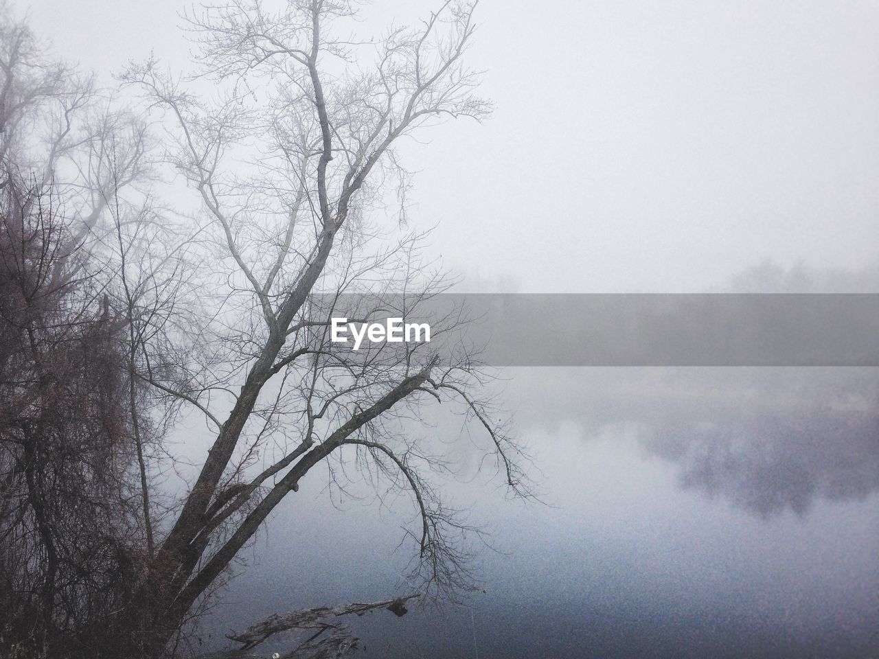 Bare tree by lake during foggy weather