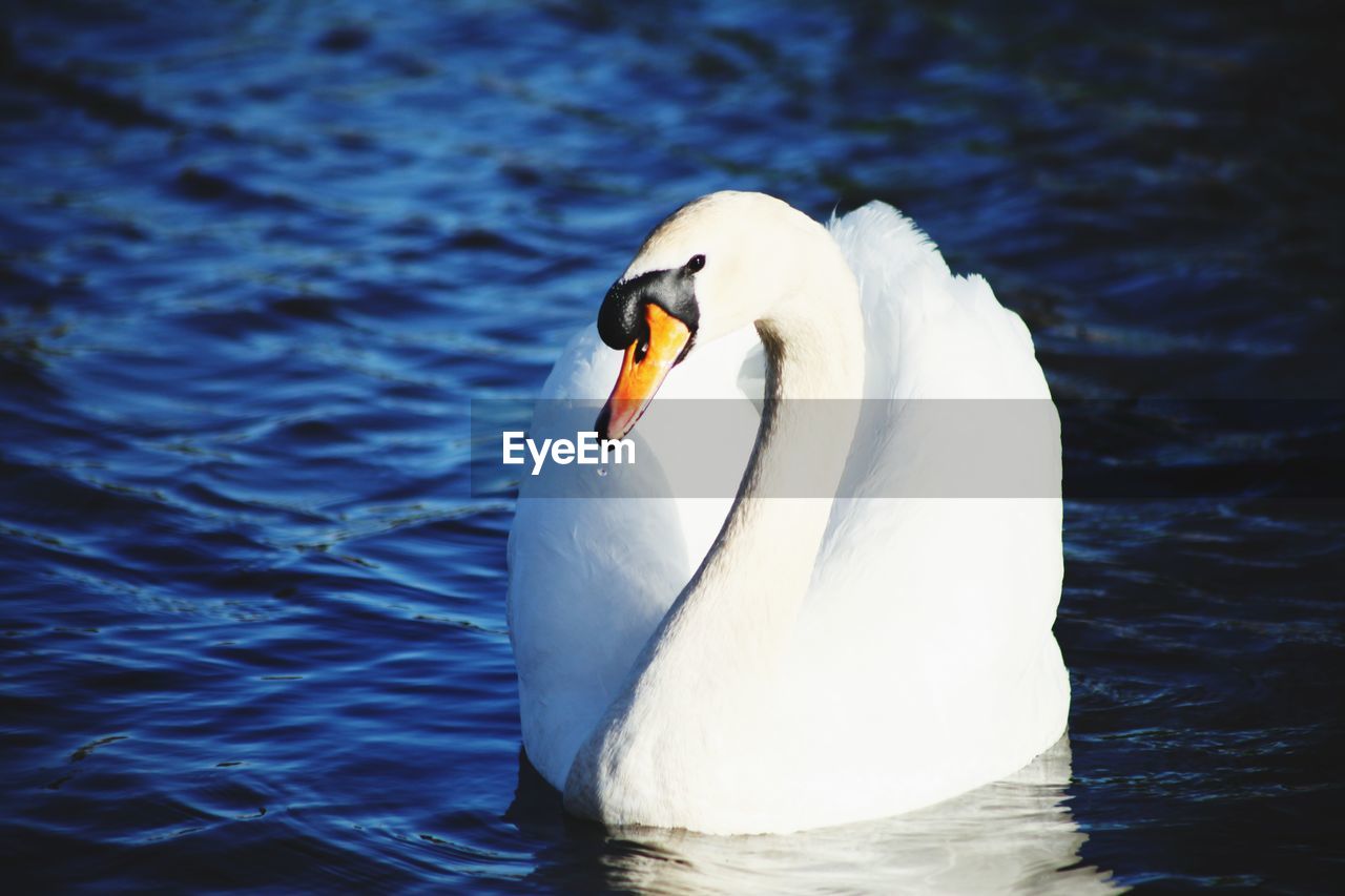 WHITE SWAN FLOATING ON LAKE