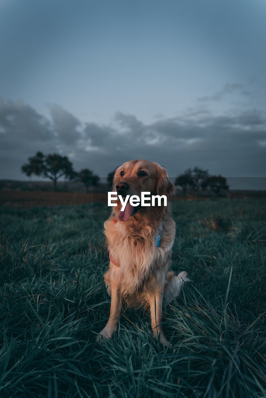 Cute dog on field during sunset