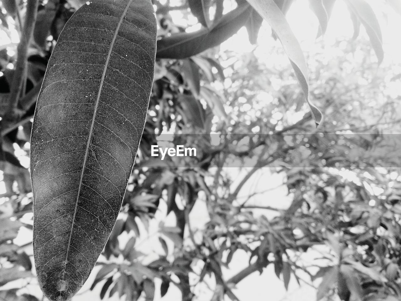 CLOSE-UP OF LEAVES