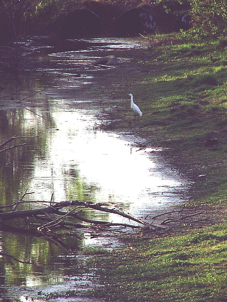 BIRDS IN WATER