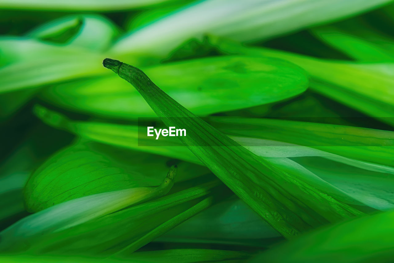 green, leaf, grass, plant, flower, plant part, close-up, freshness, macro photography, no people, nature, food and drink, food, growth, yellow, petal, vegetable, beauty in nature, backgrounds, selective focus, plant stem, full frame, healthy eating, wellbeing