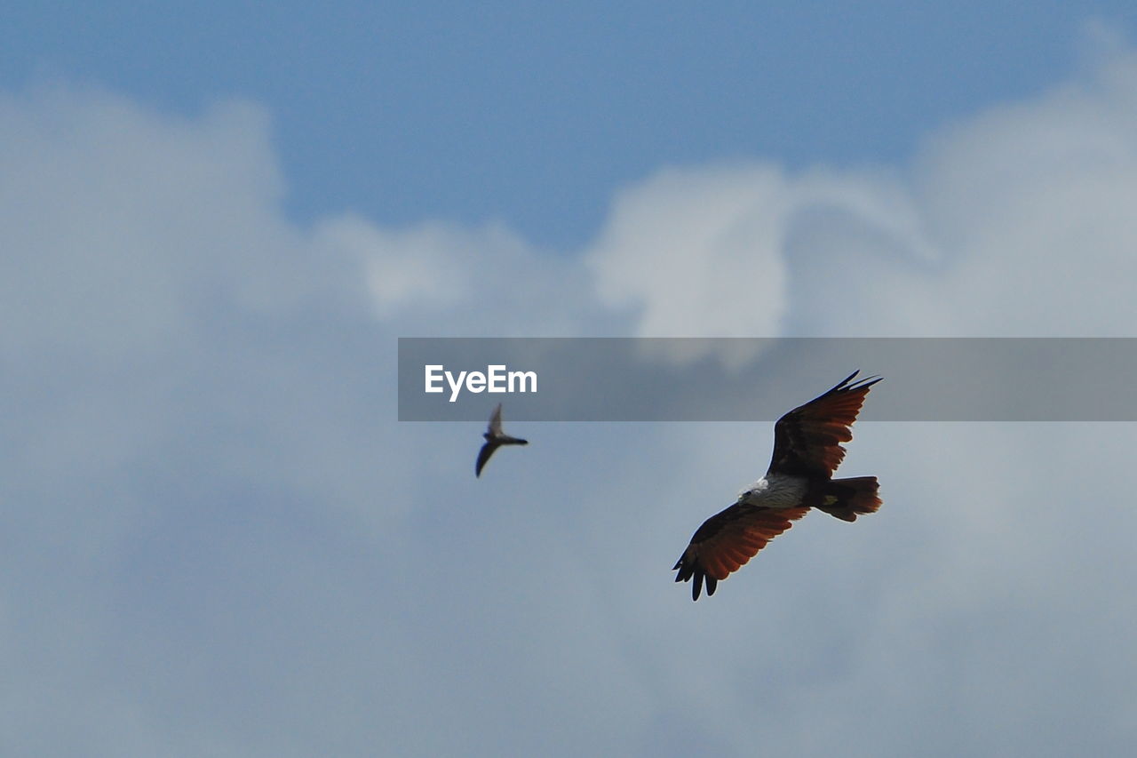 LOW ANGLE VIEW OF BIRD FLYING