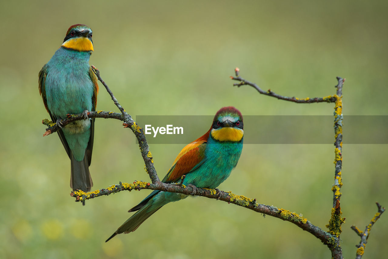 CLOSE-UP OF BIRDS PERCHING ON TREE BRANCH