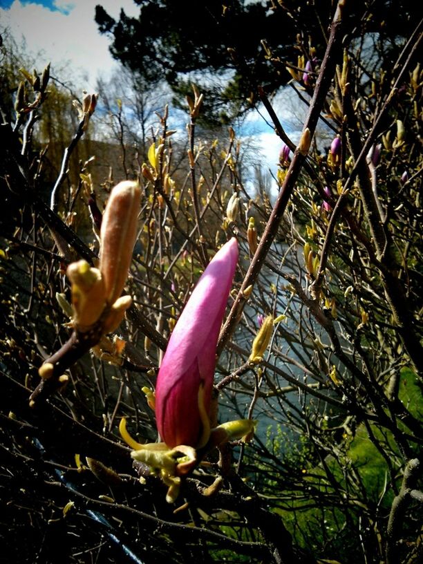 PLANTS GROWING ON TREE