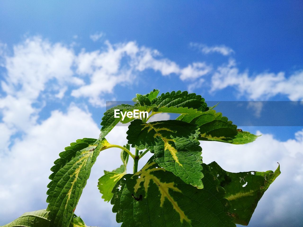 Low angle view of flowering plant against sky