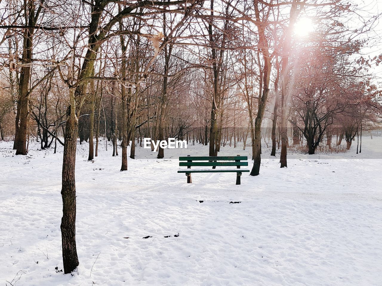 Trees on snow covered field during winter