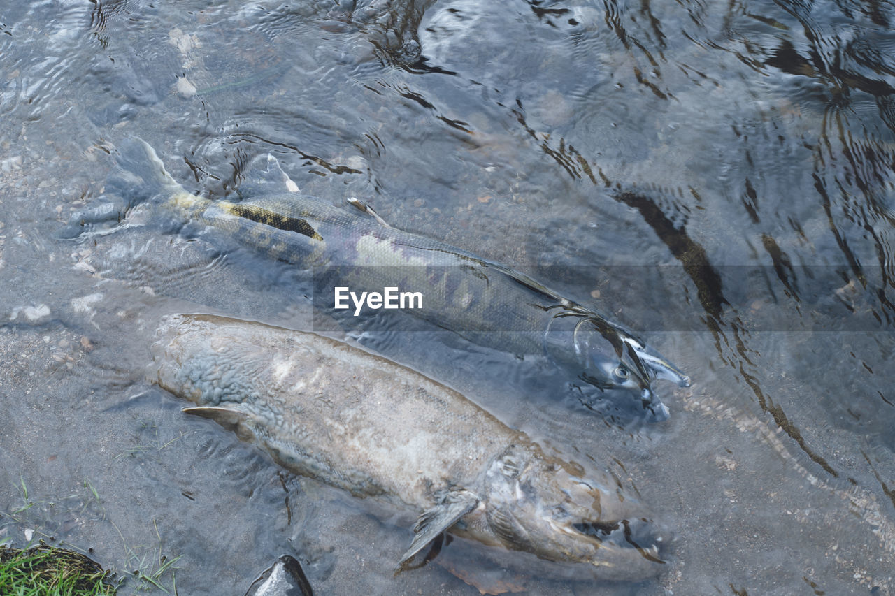 Carcasses of spawned and exhausted salmon salmon run and the workings of nature nukibetsu river