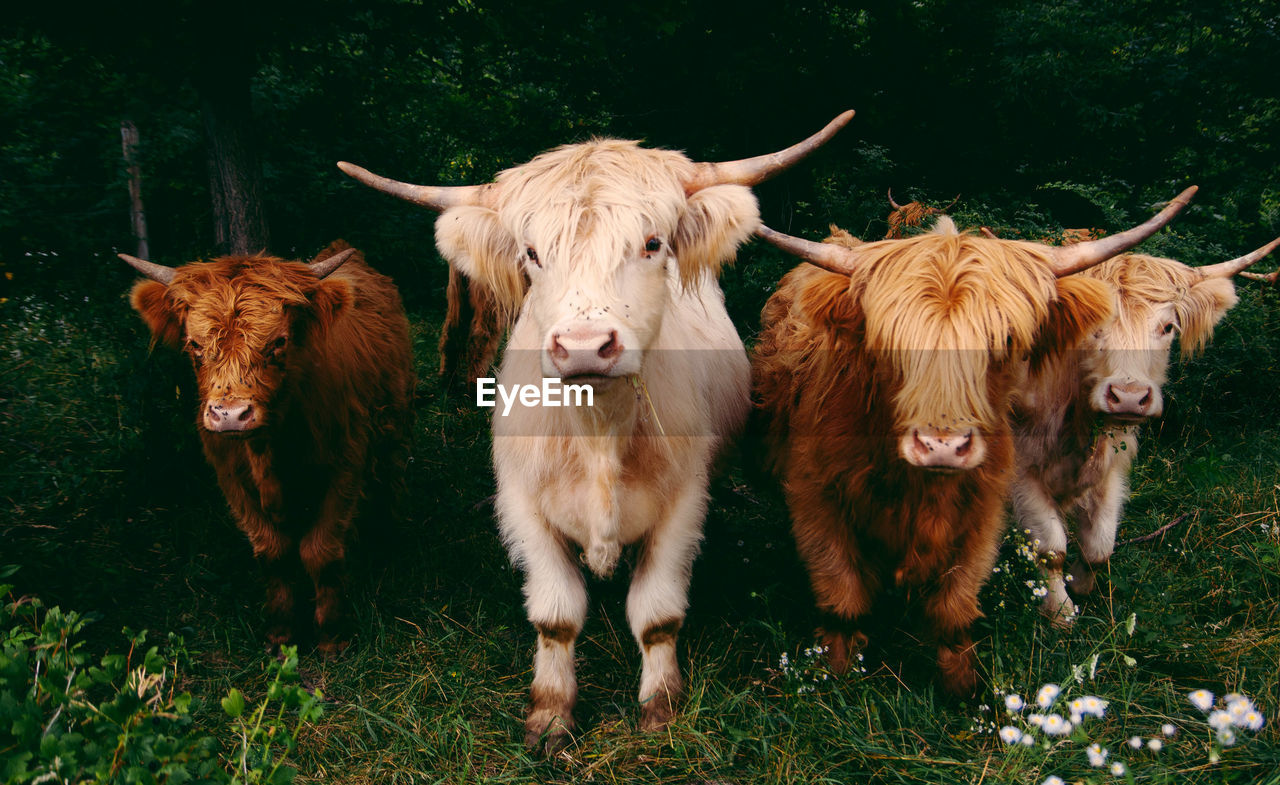 Portrait of highland cattle on field