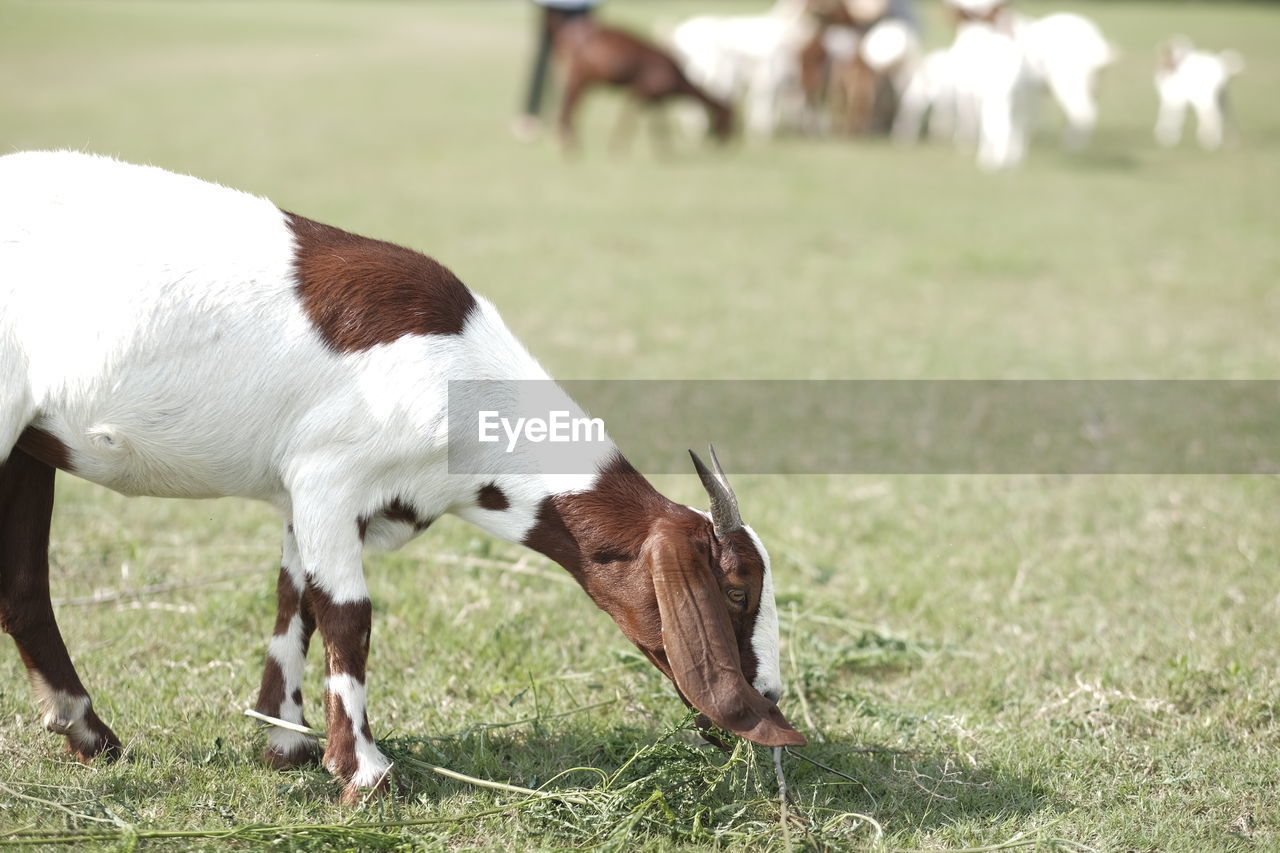 animal themes, animal, mammal, domestic animals, livestock, grass, pasture, pet, horse, agriculture, plant, grazing, nature, field, animal wildlife, mare, one animal, land, eating, meadow, young animal, no people, plain, mustang horse, food, outdoors, stallion, cattle, farm, landscape, day, rural scene, focus on foreground, white, environment, side view