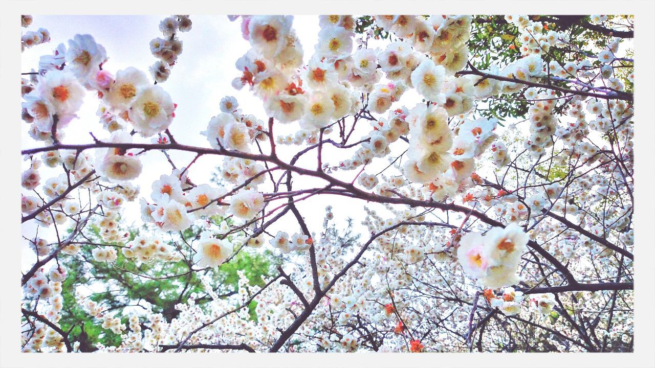 LOW ANGLE VIEW OF WHITE APPLE BLOSSOMS IN SPRING