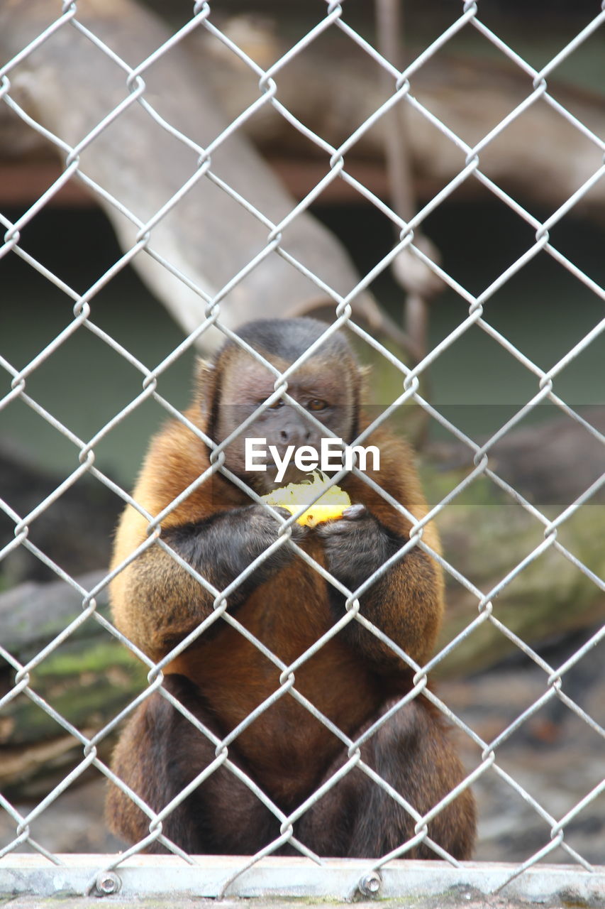 CLOSE-UP OF MONKEY ON CHAINLINK FENCE