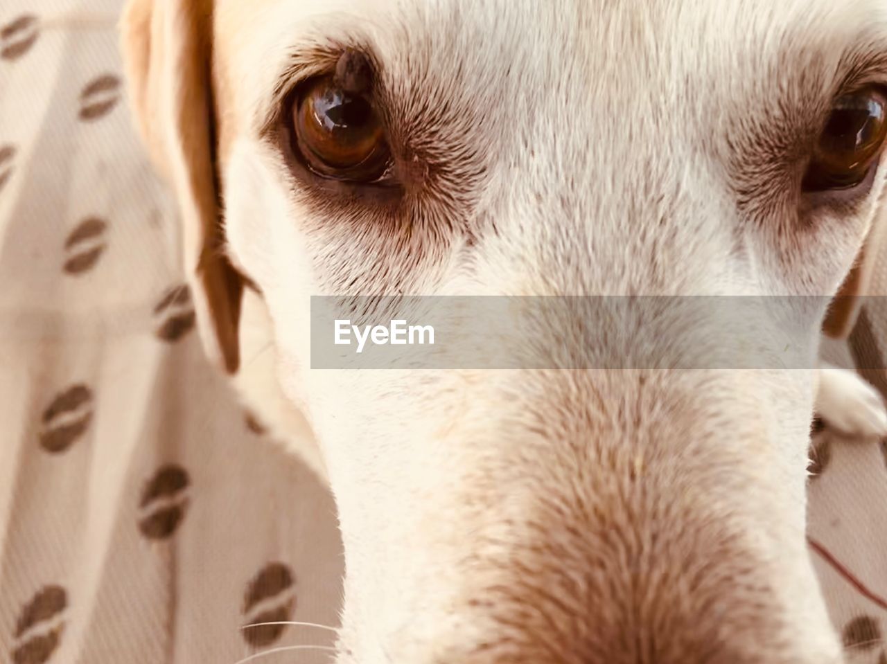 Close-up portrait of dog