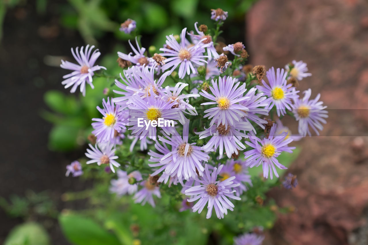 CLOSE-UP OF FLOWERS GROWING OUTDOORS