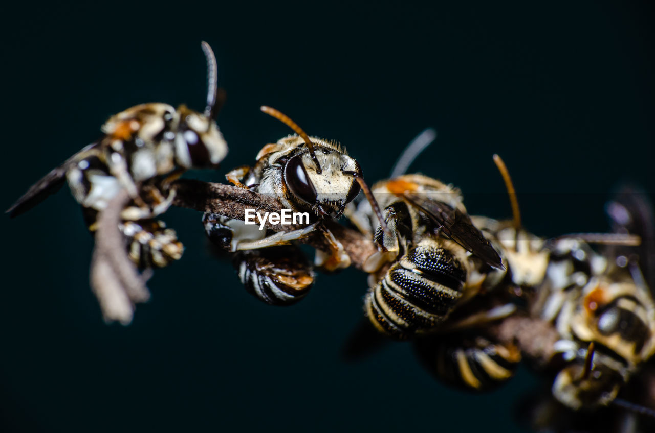 Close up sweat bees perching on the branches, isolate background, in thailand.