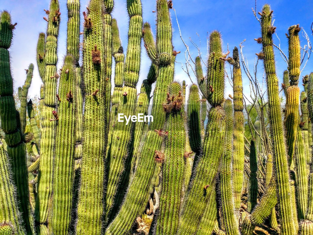 Low angle view of succulent plants on field against sky