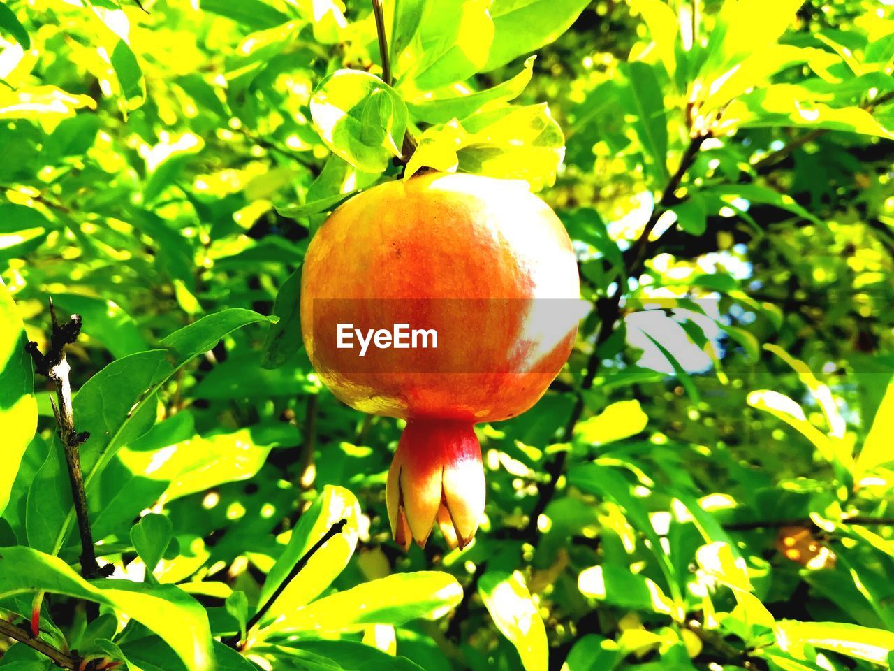 CLOSE-UP OF FRUIT ON TREE