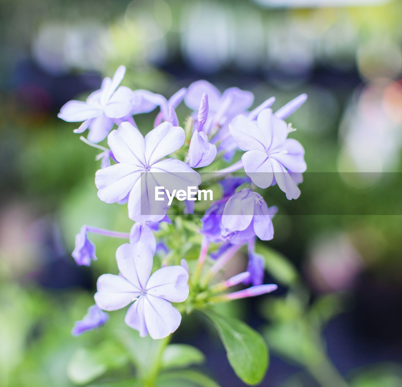 CLOSE-UP OF FLOWERING PLANT IN PARK