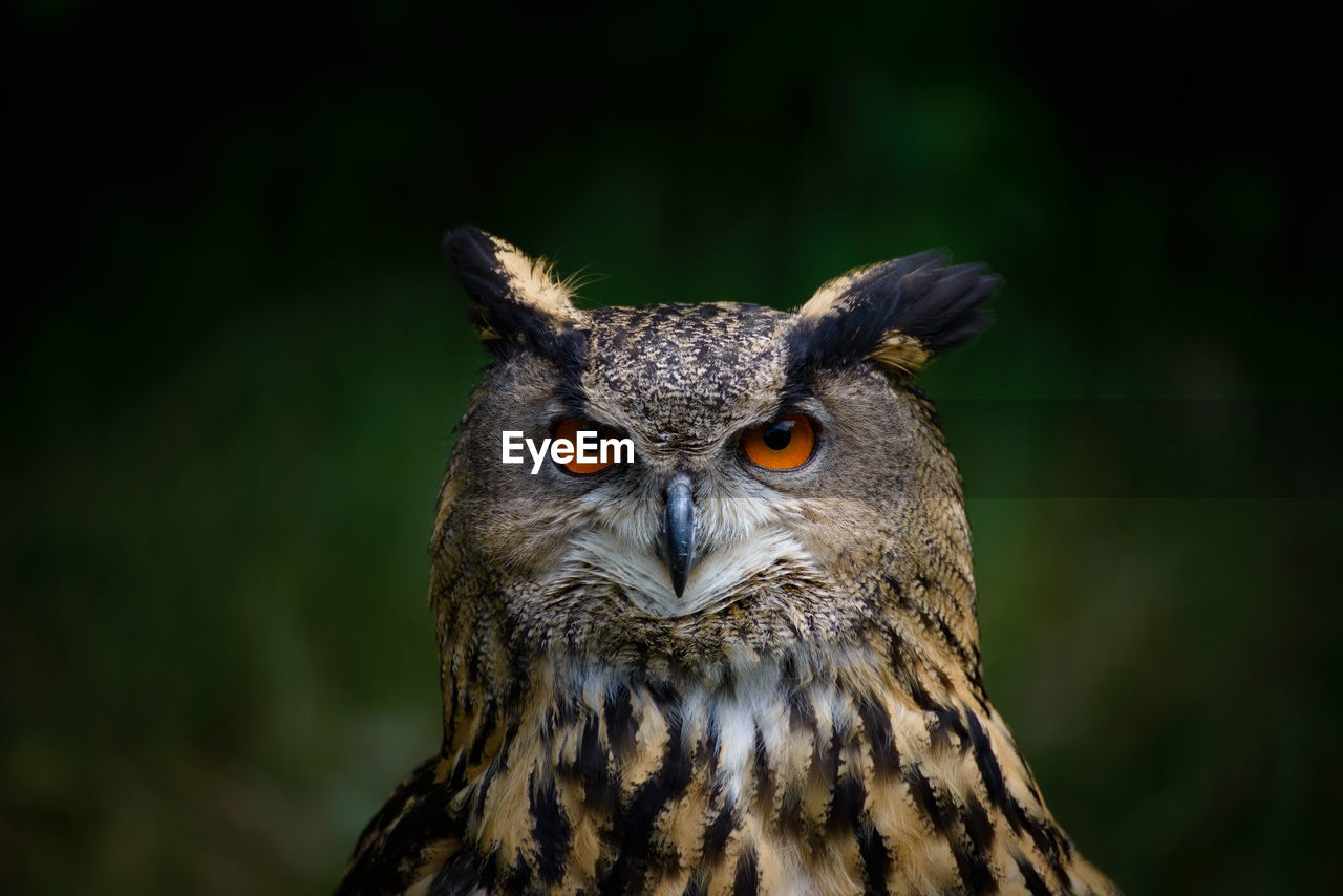 Close-up portrait of owl