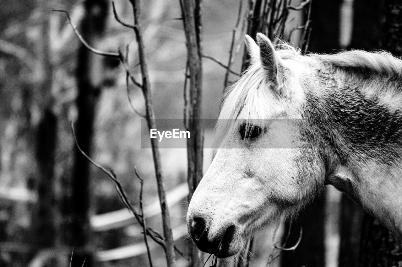 Close-up of horse