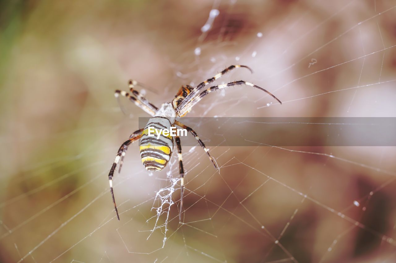 CLOSE-UP OF SPIDER AND WEB