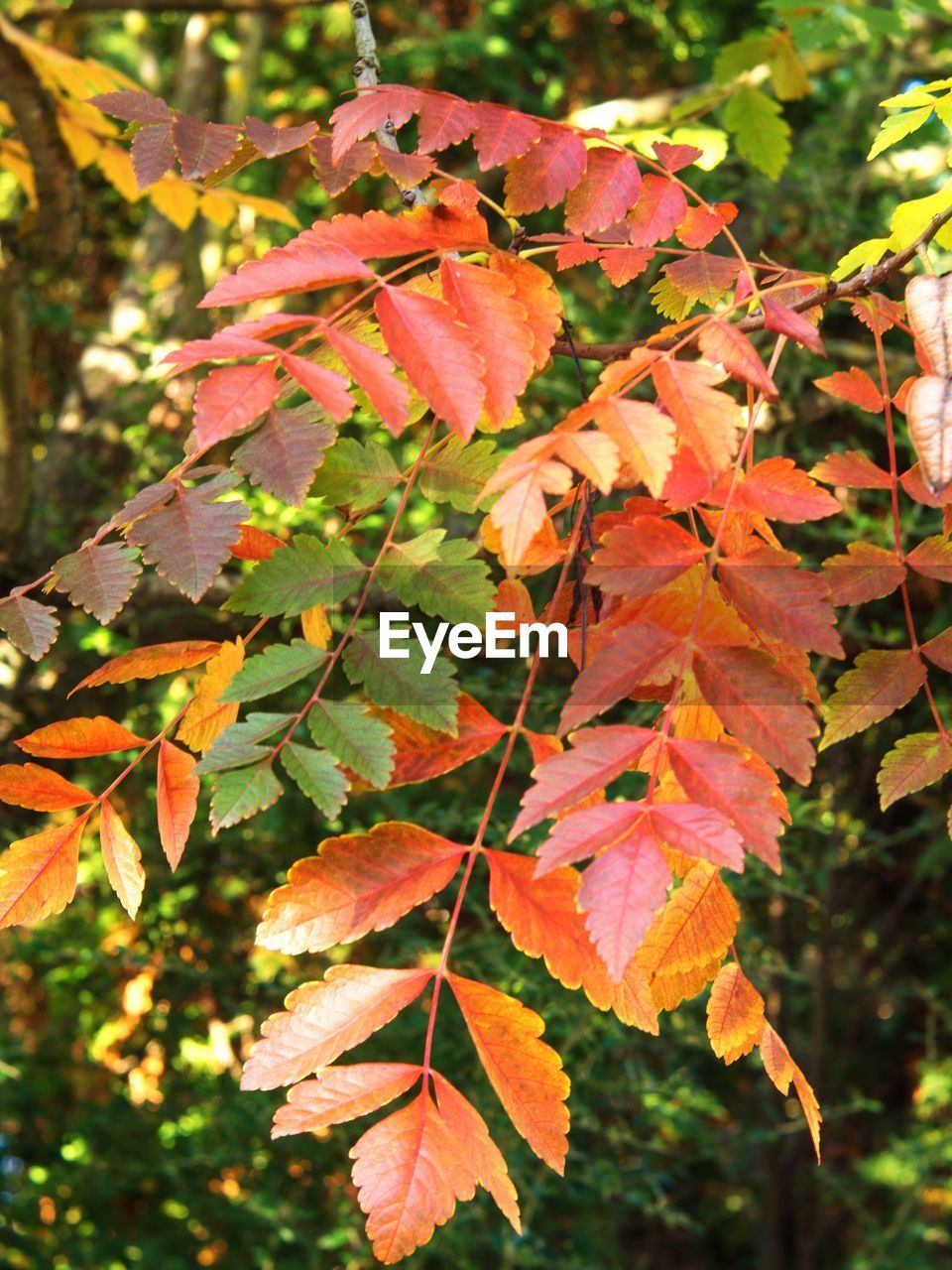 CLOSE-UP OF AUTUMN LEAVES ON TREE