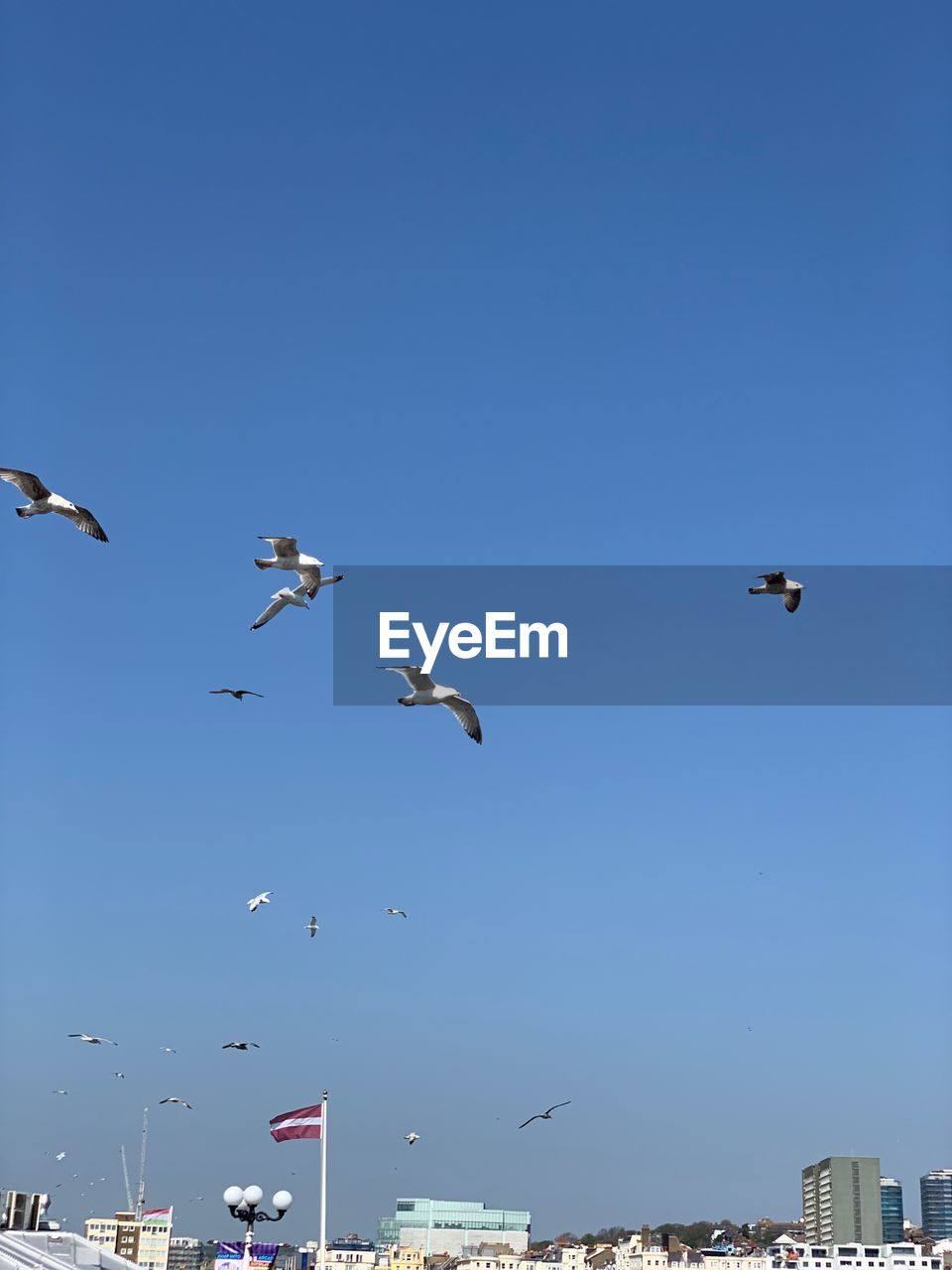 Low angle view of seagulls flying in sky