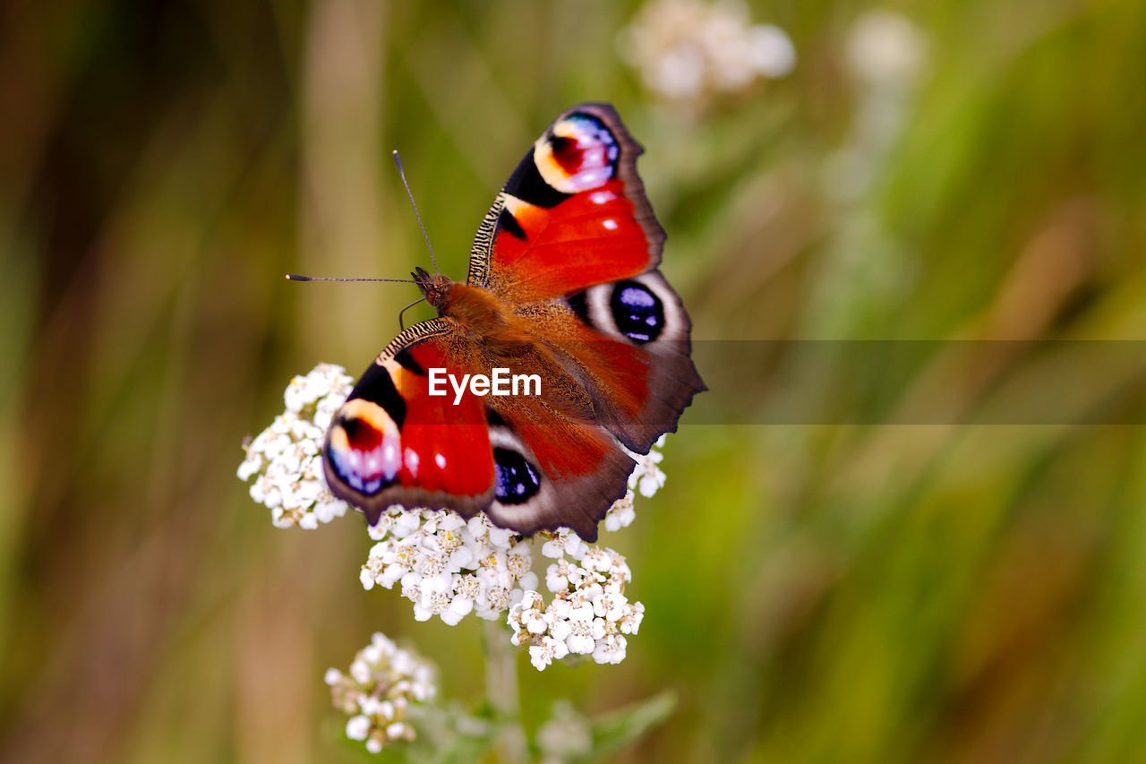 Close-up of butterfly perching on flower