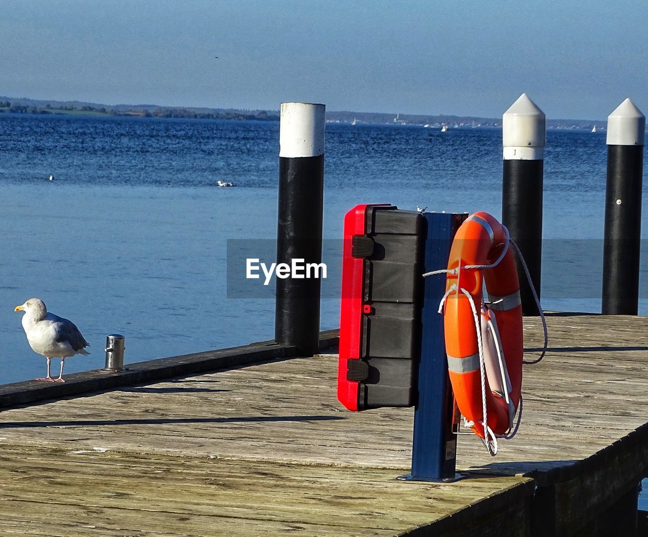 SEAGULL PERCHING ON WOODEN POST